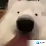 奇葩战斗家非人哉