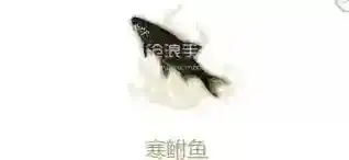 妄想山海寒鲋鱼属性介绍