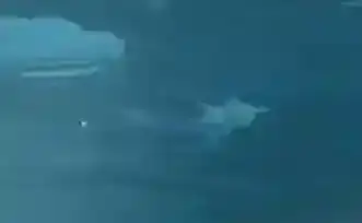 原神雪中君图鉴一览